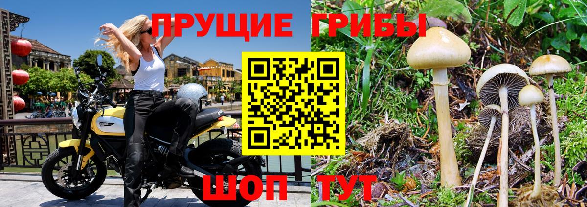 Псилоцибиновые грибы Psilocybe Сертолово